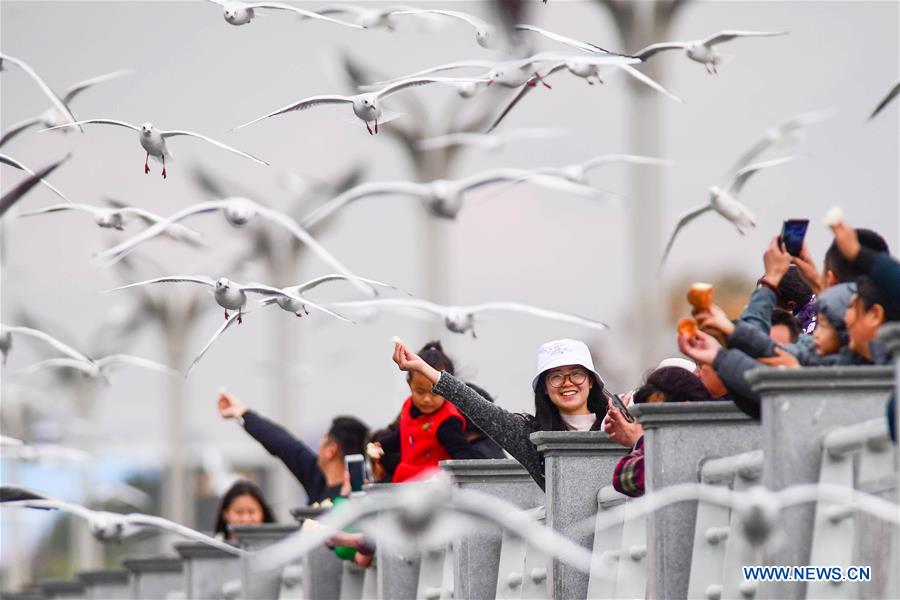 CHINA-YUNNAN-KUNMING-BLACK-HEADED GULL-NEW YEAR HOLIDAY (CN)