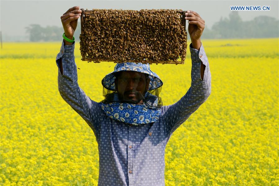 BANGLADESH-DHAKA-HONEY-BEE-FARMING