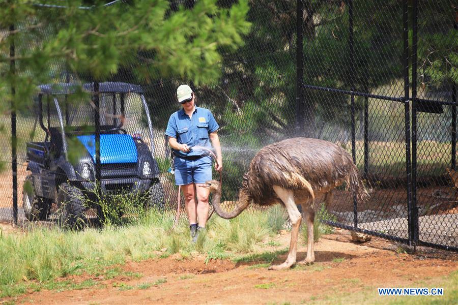 AUSTRALIA-CANBERRA-ZOO-HEAT WAVE