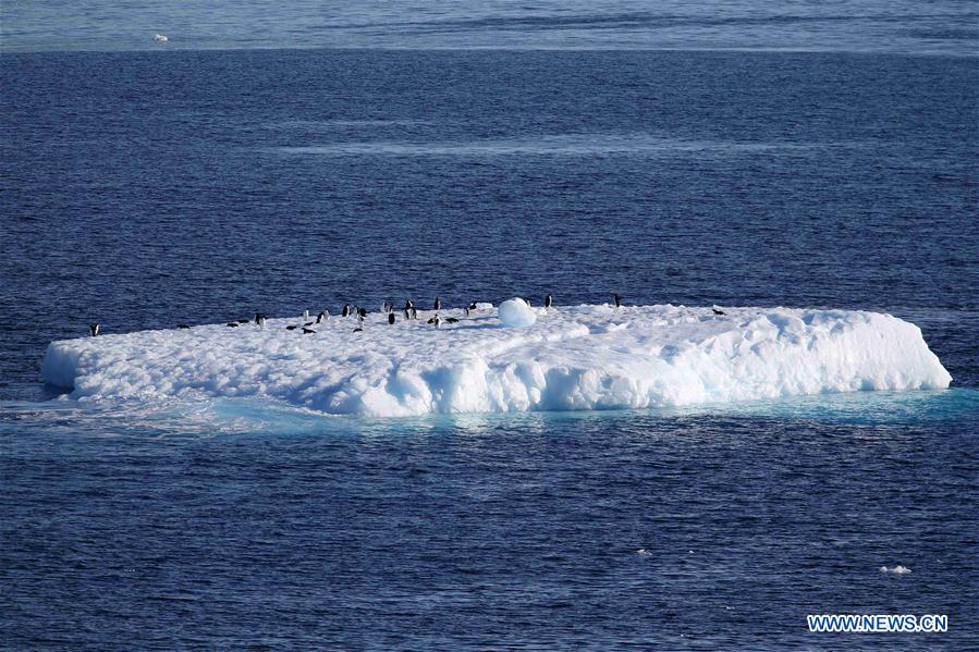 ANTARCTICA-CHINA-XUELONG-ANIMAL (CN)