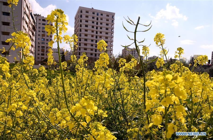 SYRIA-DAMASCUS-SPRING-NATURE