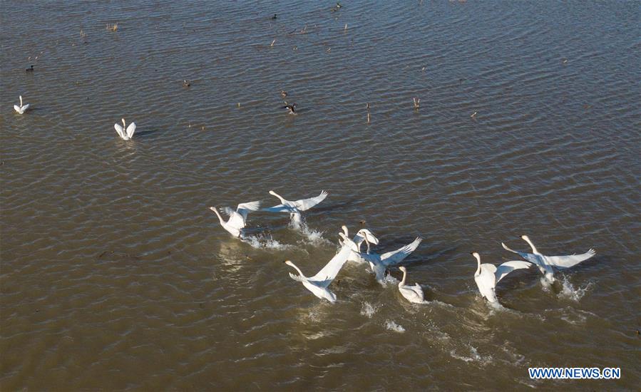 CHINA-INNER MONGOLIA-ORDOS-SWAN (CN)