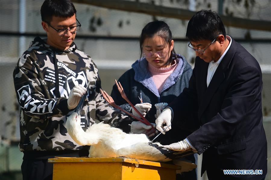 #CHINA-HEBEI-CANGZHOU-MIGRANT BIRD-AID (CN)