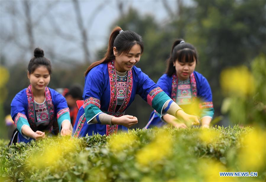 CHINA-GUANGXI-SANJIANG-SPRING TEA-HARVEST (CN)