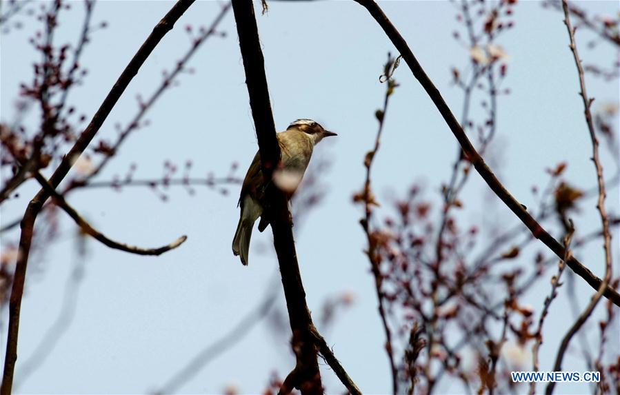 CHINA-SHANGHAI-SPRING-BIRD (CN)