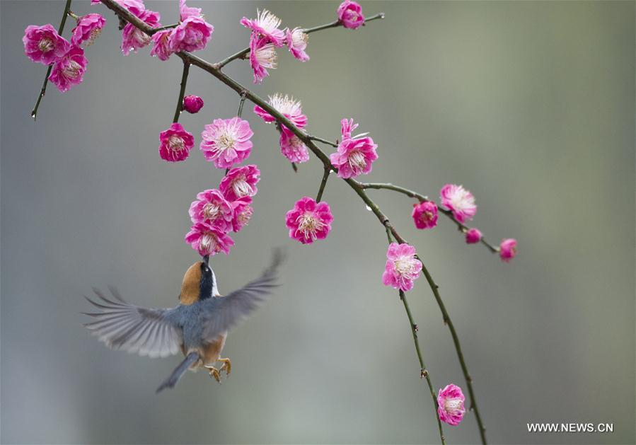 #CHINA-WUXI-PLUM BLOSSOM (CN)