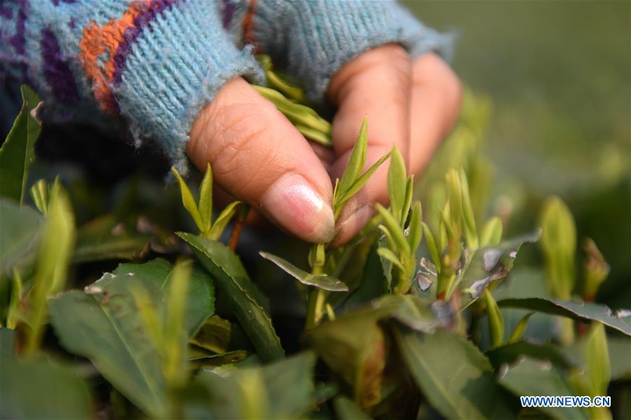 CHINA-HANGZHOU-TEA-PICKING (CN)