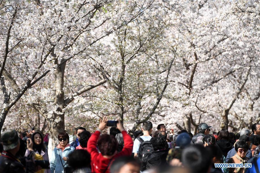 CHINA-BEIJING-SPRING-CHERRY BLOSSOMS (CN)