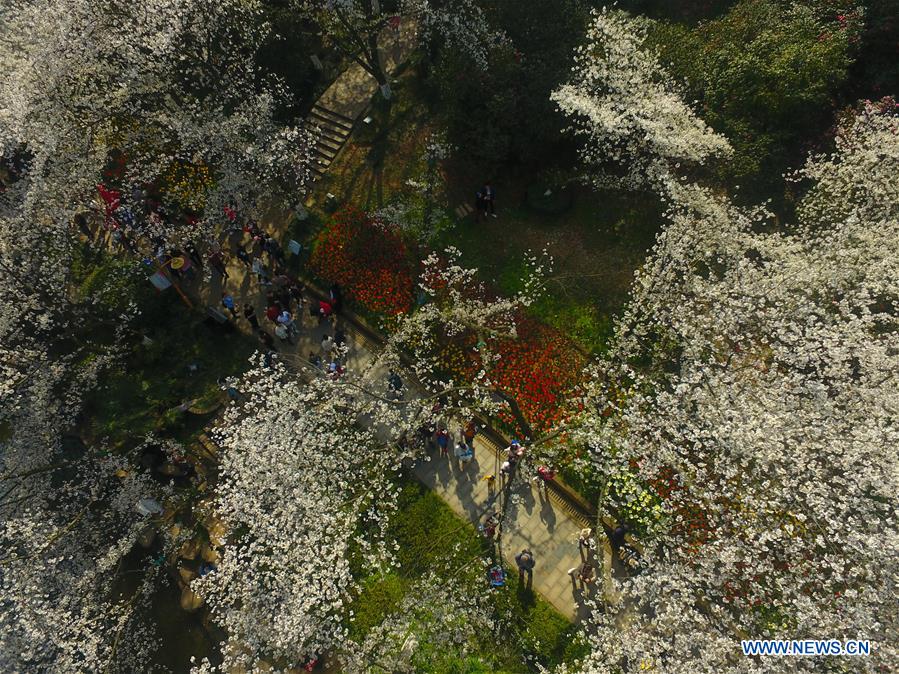 CHINA-CHANGSHA-CHERRY BLOSSOMS (CN)