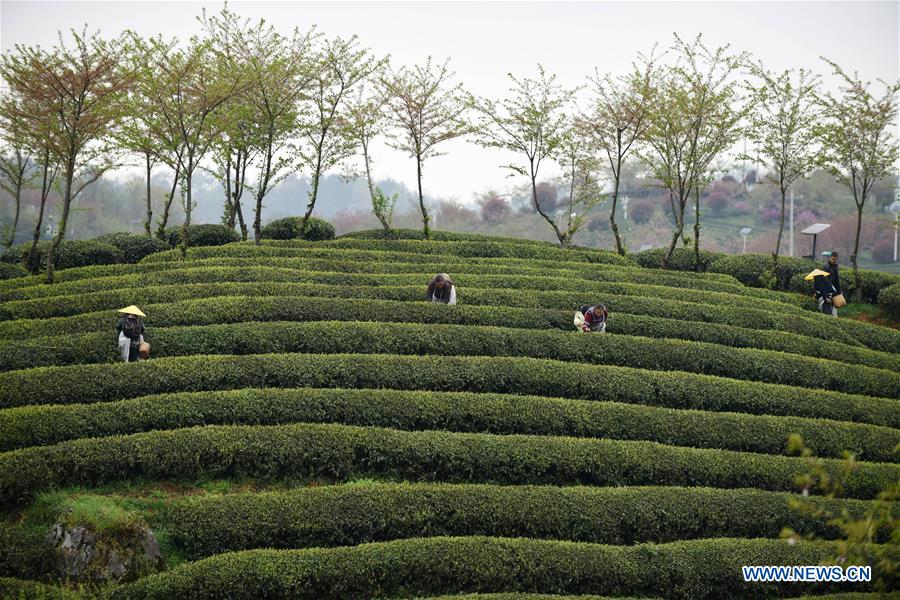 CHINA-GUIIZHOU-TEA-HARVEST (CN)