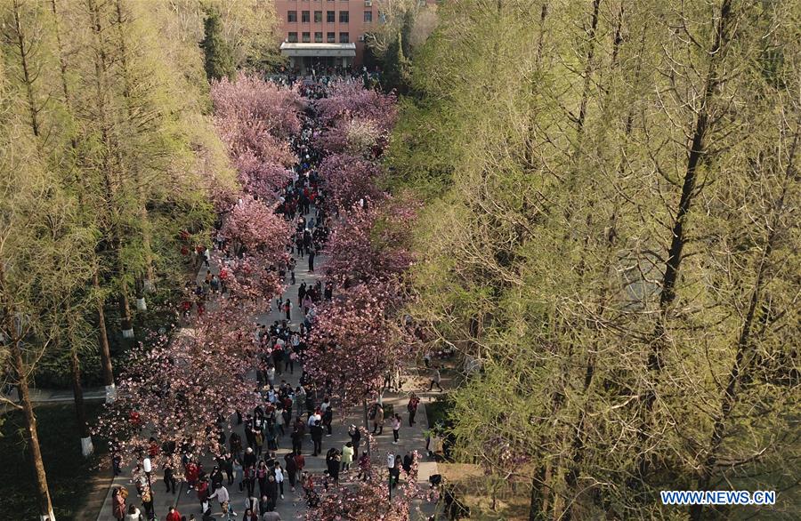 CHINA-ANHUI-HEFEI-CHERRY BLOSSOMS (CN)