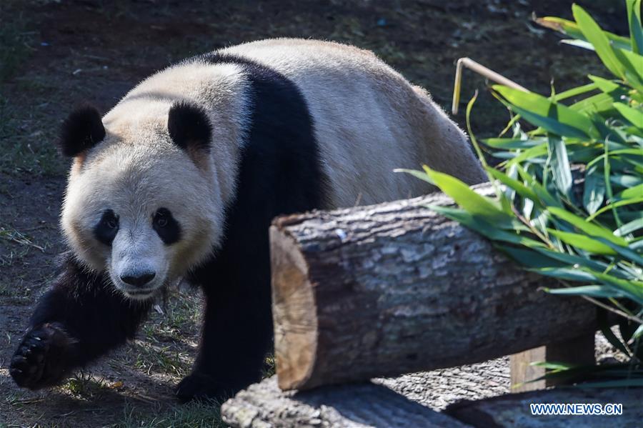 DENMARK-COPENHAGEN-CHINA-PANDA HOUSE-OPEN