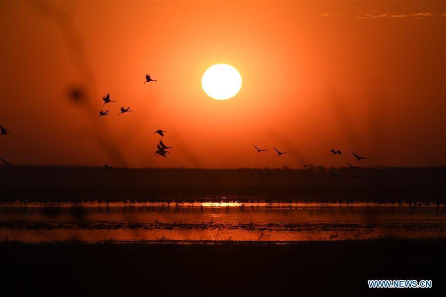 CHINA-JILIN-NATURE RESERVE-MIGRANT BIRDS (CN)