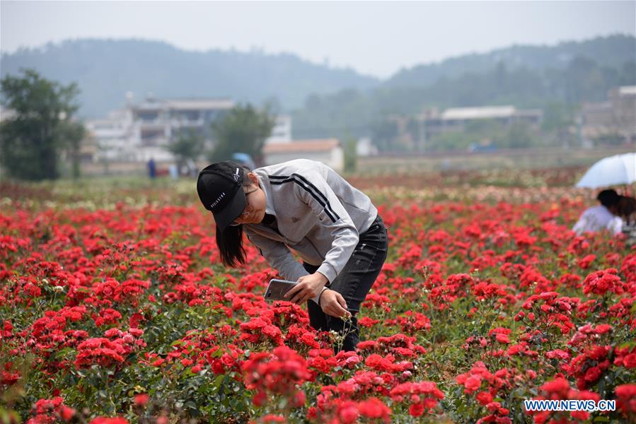 CHINA-YUNNAN-PUZHEHEI NATIONAL WETLAND PARK (CN)