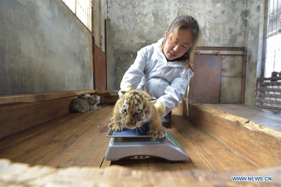 #CHINA-HEILONGJIANG-SIBERIAN TIGER-BREEDING (CN)