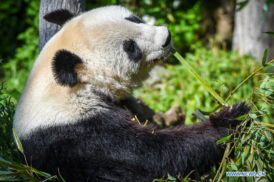 AUSTRIA-VIENNA-GIANT PANDA