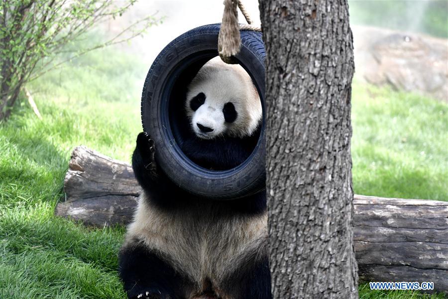 CHINA-QINGHAI-XINING-GIANT PANDAS (CN)