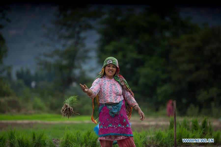 NEPAL-LALITPUR-MONSOON-PADDY FIELD