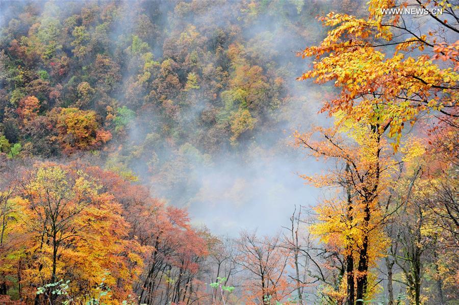 CHINA-BEIJING-HORTICULTURAL EXPO-HUBEI DAY (CN)