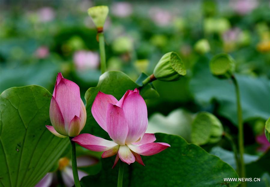 CHINA-FUJIAN-WUYISHAN-LOTUS FLOWERS (CN)