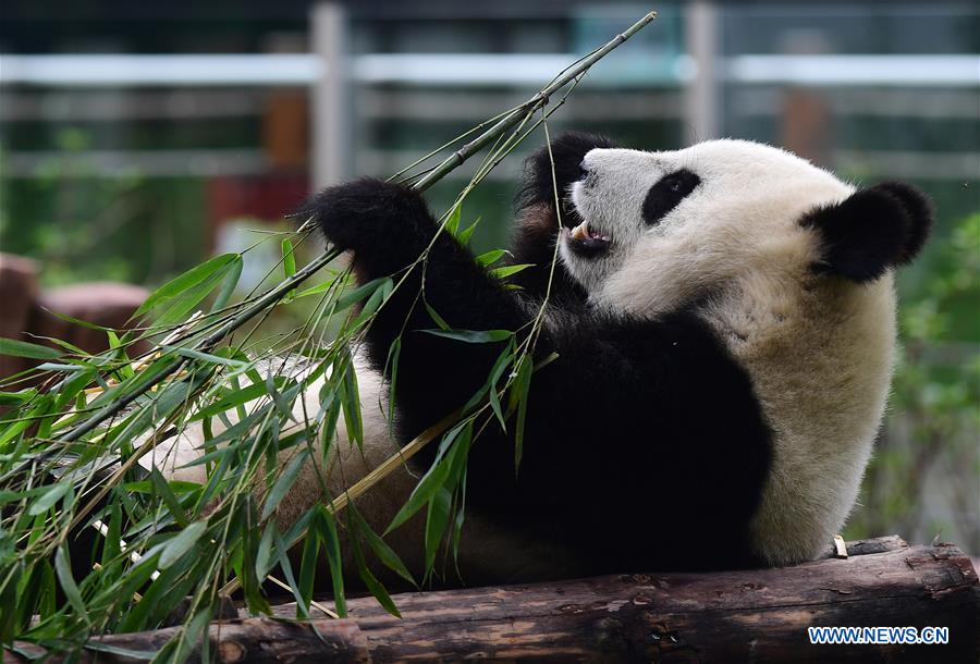 CHINA-CHANGCHUN-SUMMER-GIANT PANDA (CN)