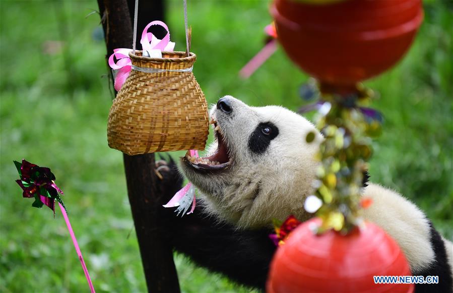 CHINA-CHANGCHUN-GIANT PANDA (CN)