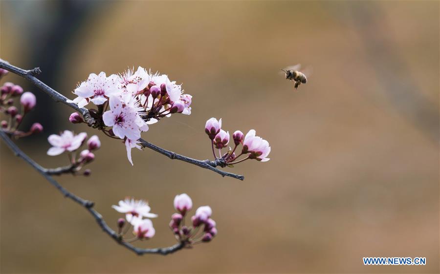 AUSTRALIA-CANBERRA-CHERRY BLOSSOMS