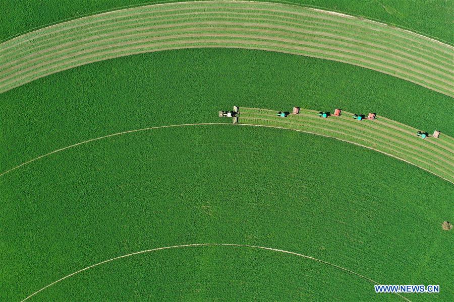 CHINA-INNER MONGOLIA-AR HORQIN-ALFALFA PASTURE (CN)