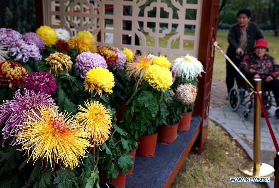 CHINA-HENAN-KAIFENG-CHRYSANTHEMUM (CN)