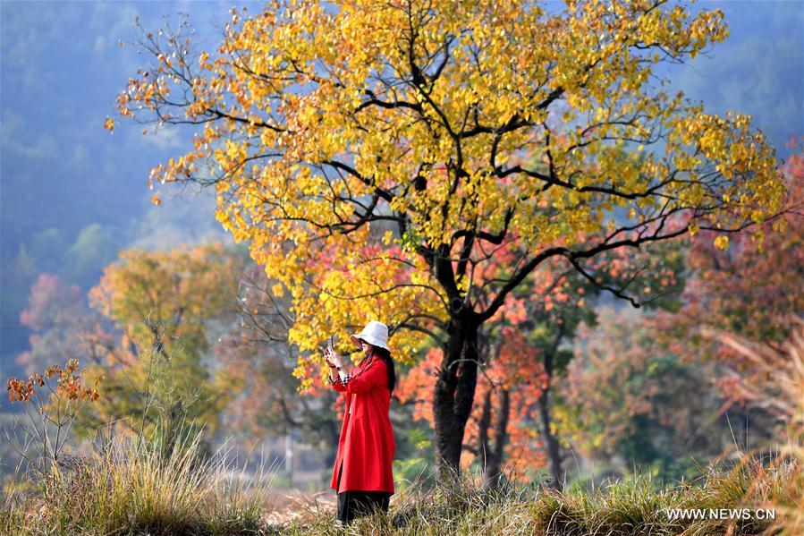 CHINA-HENAN-DABIESHAN MOUNTAIN-AUTUMN SCENERY (CN)