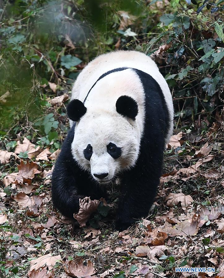 CHINA-SICHUAN-YA'AN-PANDA-RETURN (CN)