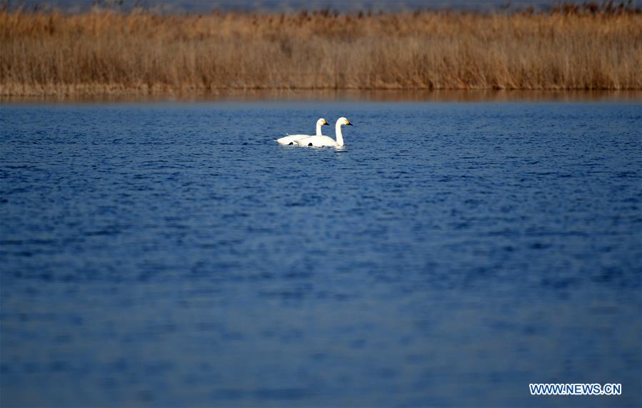 CHINA-TIANJIN-MIGRATORY BIRDS (CN)