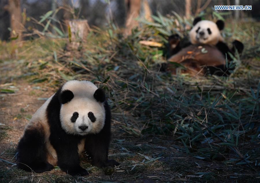 CHINA-SHAANXI-QINLING MOUNTAINS-BIO-DIVERSITY (CN)