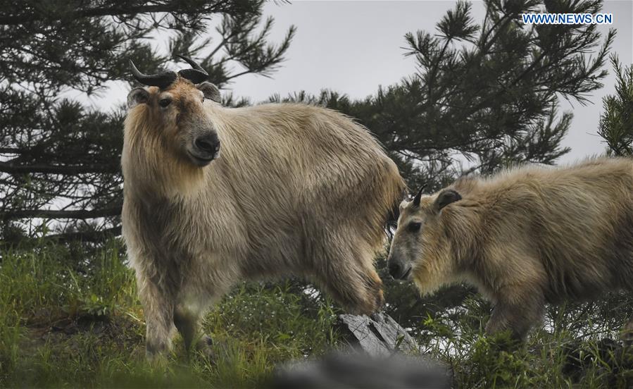 CHINA-SHAANXI-QINLING MOUNTAINS-BIO-DIVERSITY (CN)