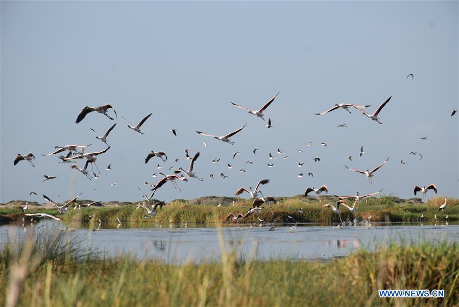 YEMEN-ADEN-NATURE RESERVE