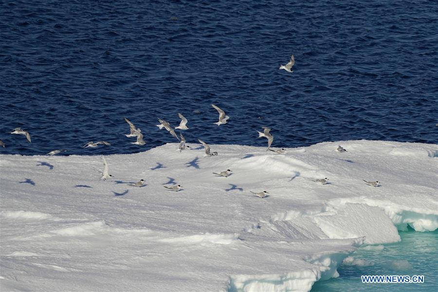 (EyesonSci)CHINA-XUELONG 2-ANTARCTIC EXPEDITION-SOUTHERN OCEAN-ANIMALS