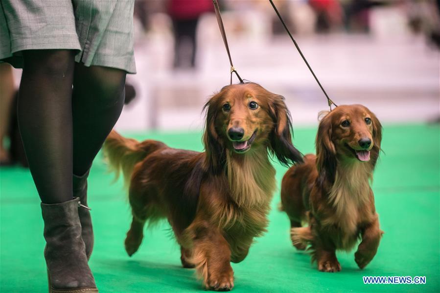 LITHUANIA-VILNIUS-DOG SHOW