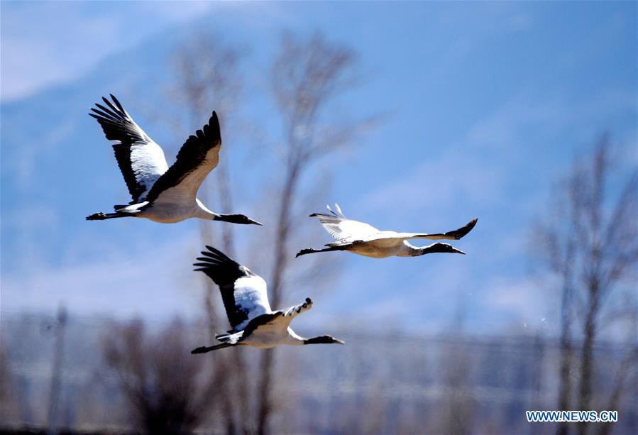 CHINA-TIBET-LHASA-BLACK-NECKED CRANE (CN)