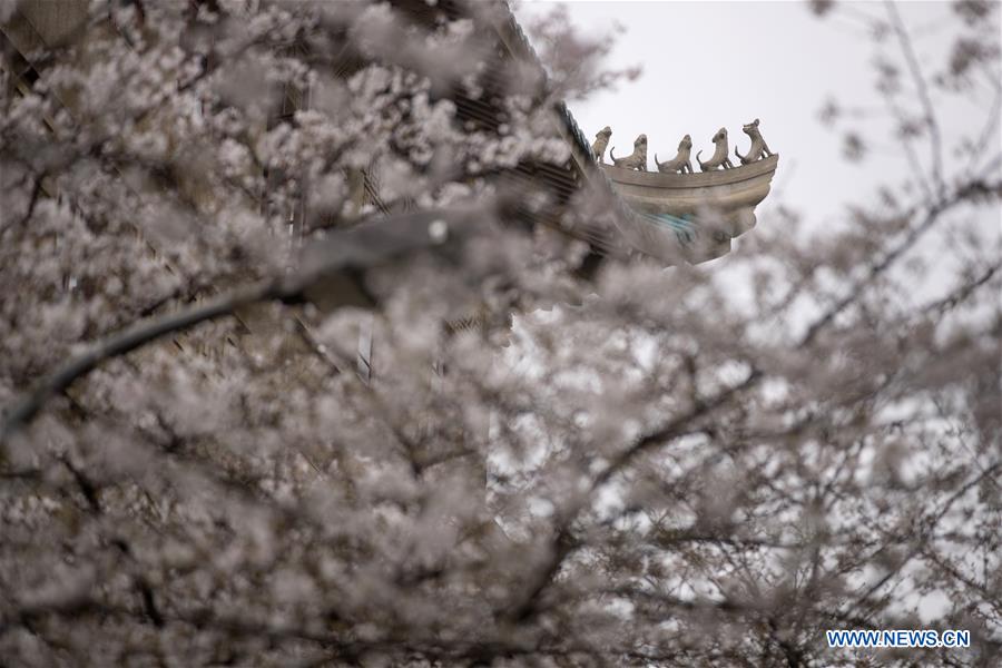 CHINA-HUBEI-WUHAN UNIVERSITY-CHERRY BLOSSOMS (CN)