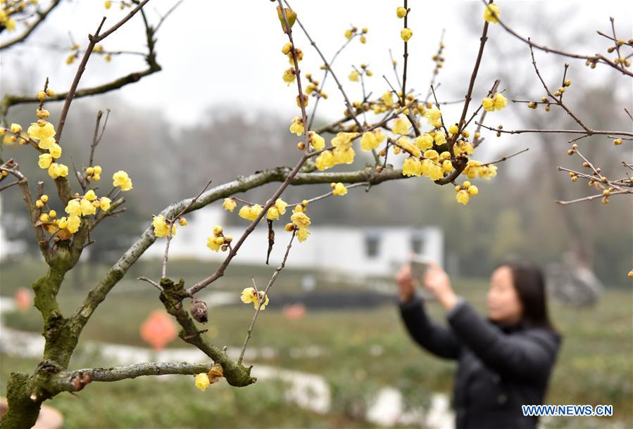 #CHINA-WINTERSWEET BLOSSOMS (CN)