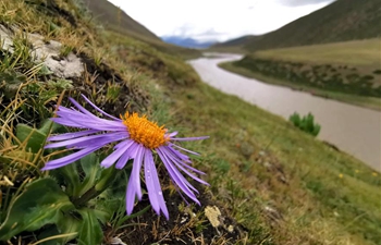 Pasture scenery in Lhasa, southwest China's Tibet