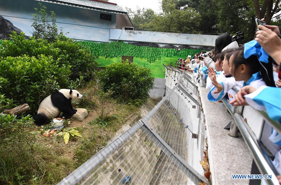 #CHINA-GUANGXI-LIUZHOU-PANDA-BIRTHDAY PARTY (CN)