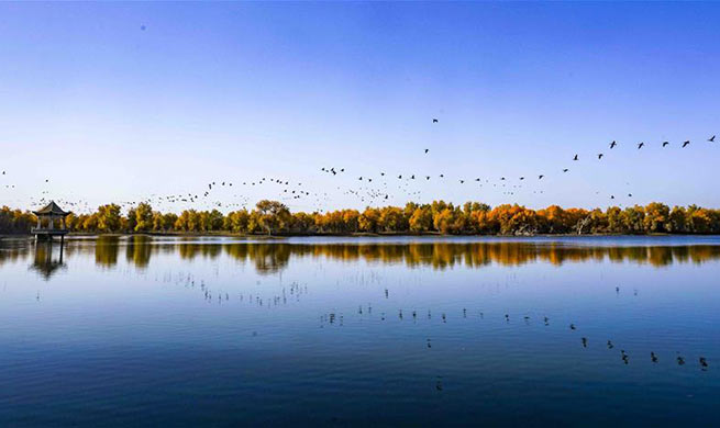 Desert poplar forest becomes tourist attraction in China's Xinjiang