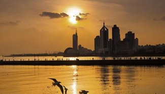 Birds fly at coastal area in Qingdao, E China