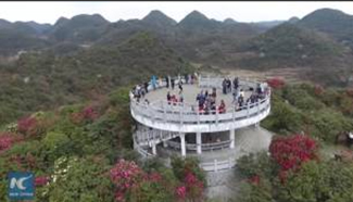 Amazing azalea blossoms in SW China's Guizhou