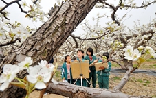 Scenery of pear orchard in N China's Hebei