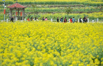 In pics: cole flowers in SE China's Quanzhou