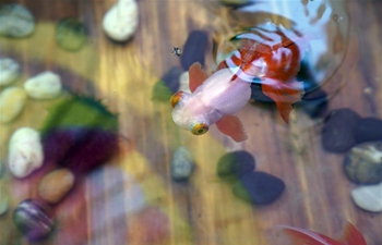 Exhibition featuring live goldfish opens in Forbidden City