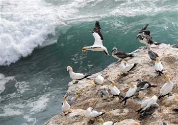 Gannets seen on bank in Wellington, New Zealand