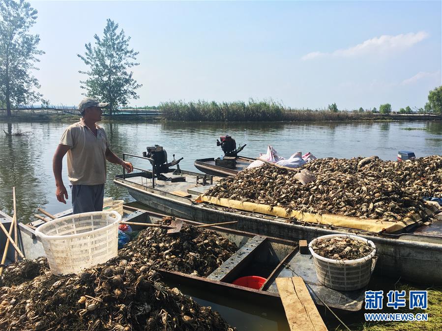 （新华视点·图文互动）（1）上游洪水来袭下游鱼蟹死亡，泄洪为何变泄污？